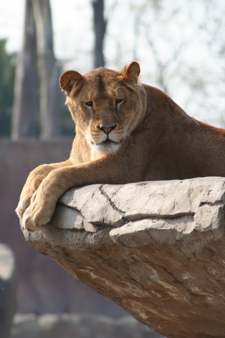 the king on the rock