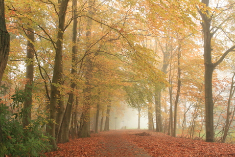 Bossen in de mist bij Moergestel