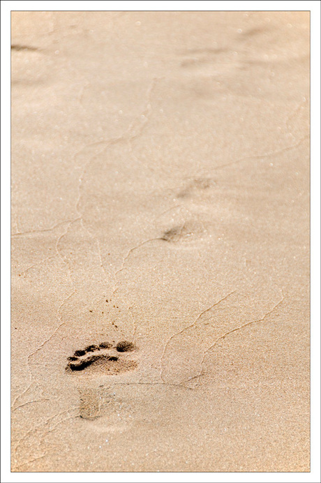 Footprint