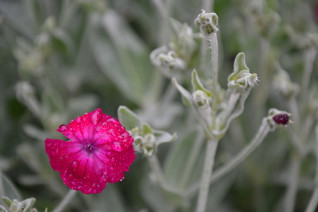 fel roze bloem