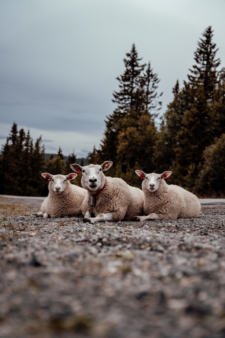 Sheep Norway 