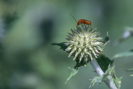 Soldaatje op distel