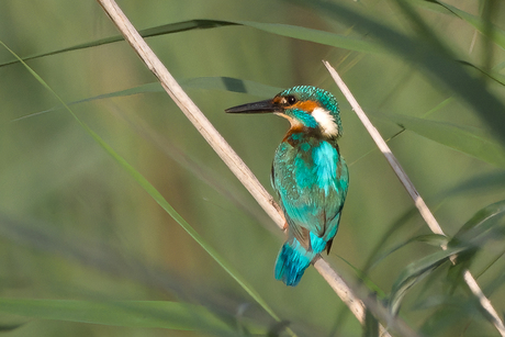 ijsvogel