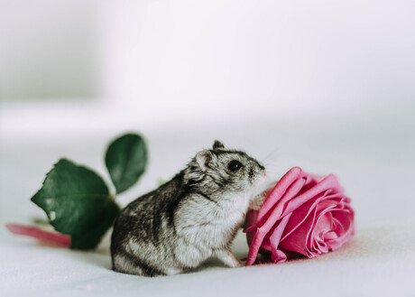 Hamster met roos