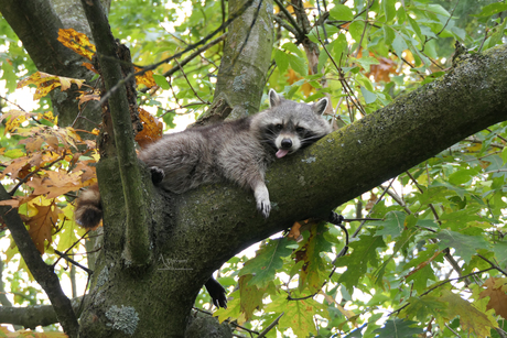 Guadeloupe raccoon/wasbeer