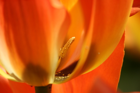 Tulp in laatste glorie