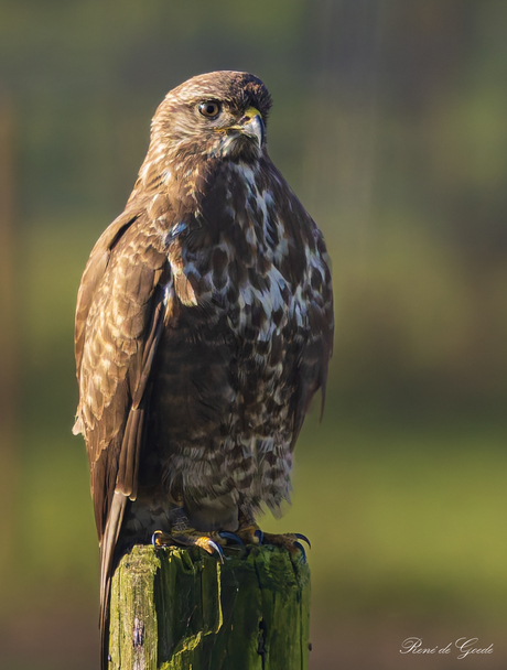 buizerd