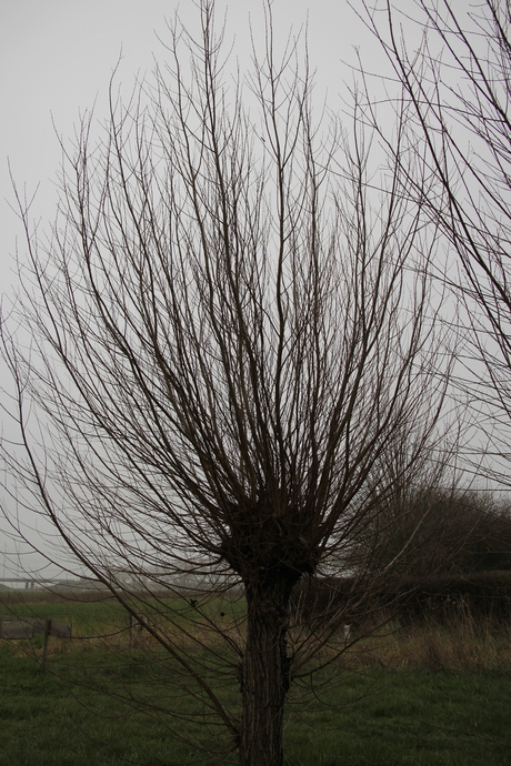 Knotwilg zonder knot