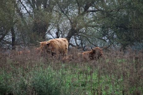 Schotse `Hooglanders 3