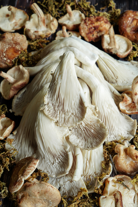 Oesterzwammen in de Herfst