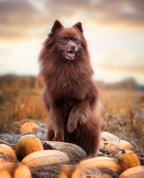 pompoenen hondje