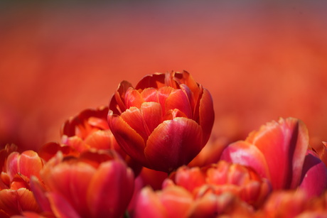 Tulp
