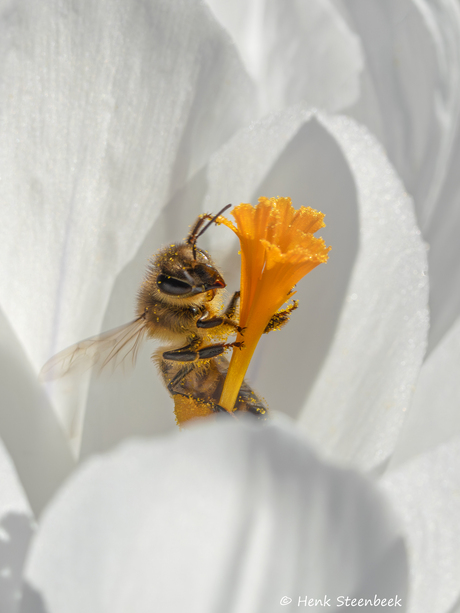 Bij kruipt uit krokus