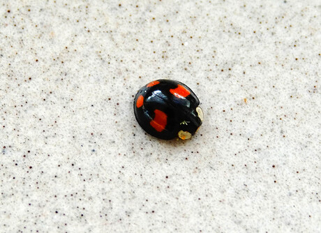 Viervlekkig Aziatisch lieveheersbeestje - Harmonia axyridis f. spectabilis 