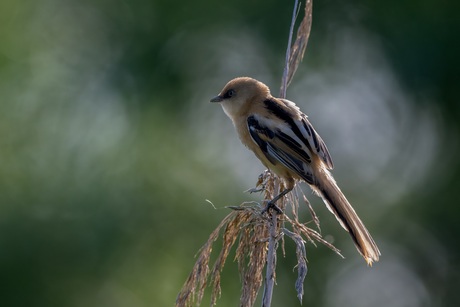 Baardmannetje tegen het licht gehouden