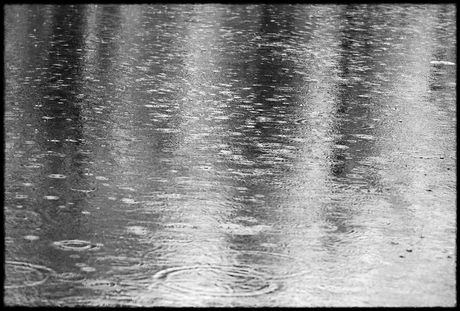 Naardermeer in de regen