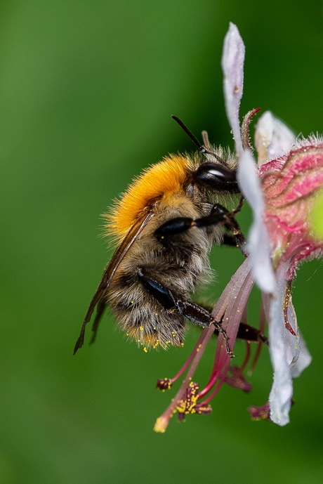 Akkerhommel