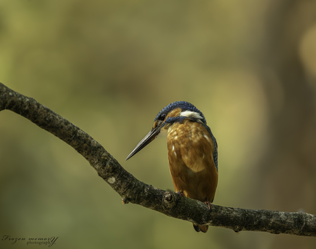 Ijsvogel