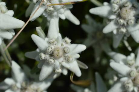 Edelweiss