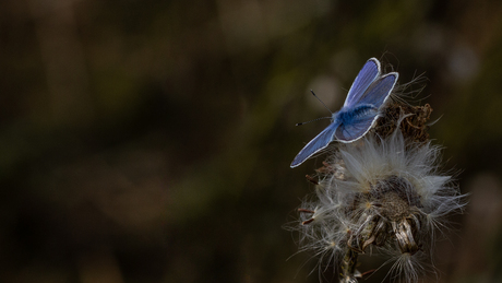 De schoonheid van de Nederlandse natuur