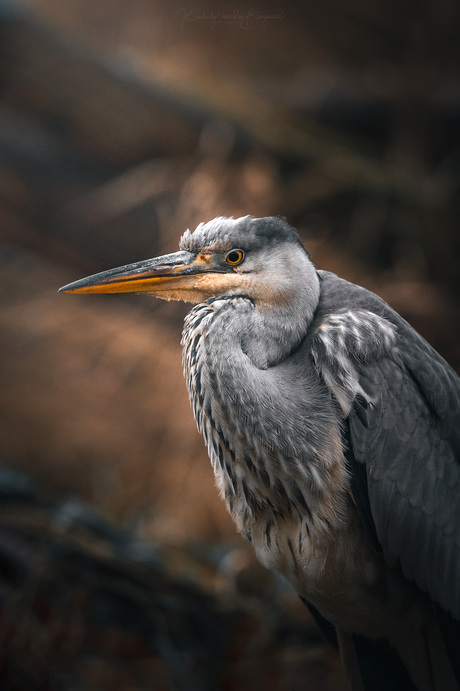 Reiger