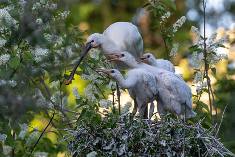 Lepelaars op nest