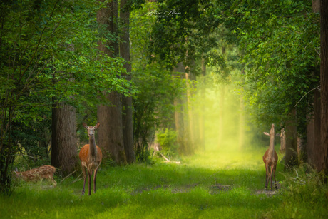 Herten in bos