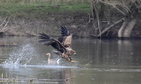 Jagende zeearend..