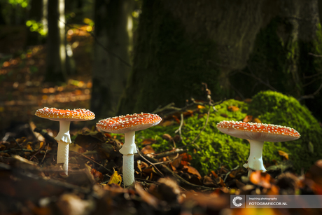  Amanita Muscaria in het najaars zonlicht