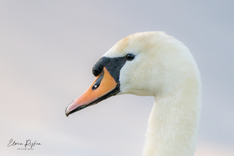 Zon en Zwaan