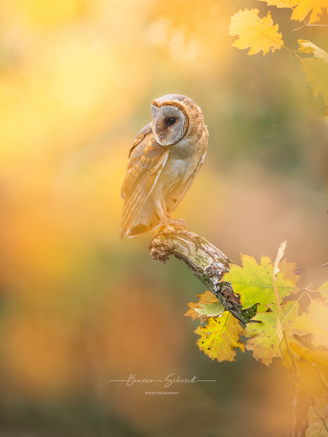 Kerkuil in herfst sfeer