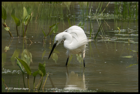 Kleine ziverreiger