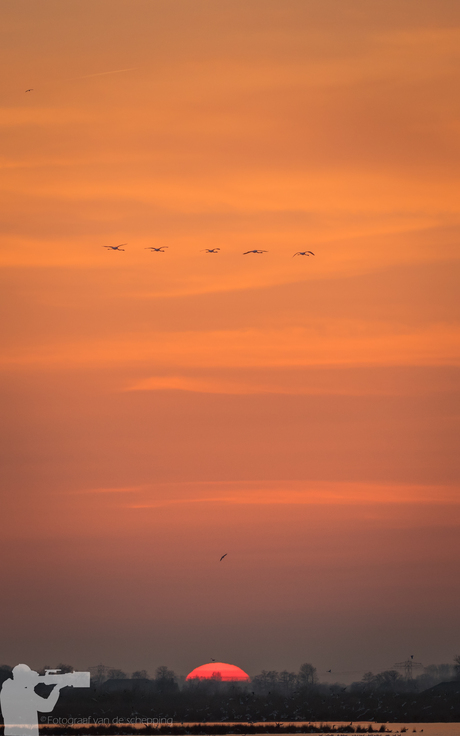 flamingo's tijdens zonsondergang 