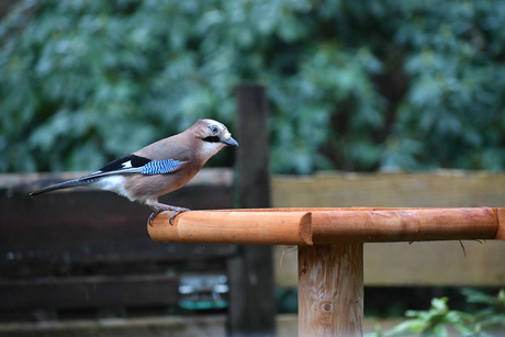 Vlaamse gaai pikt ook een graantje mee