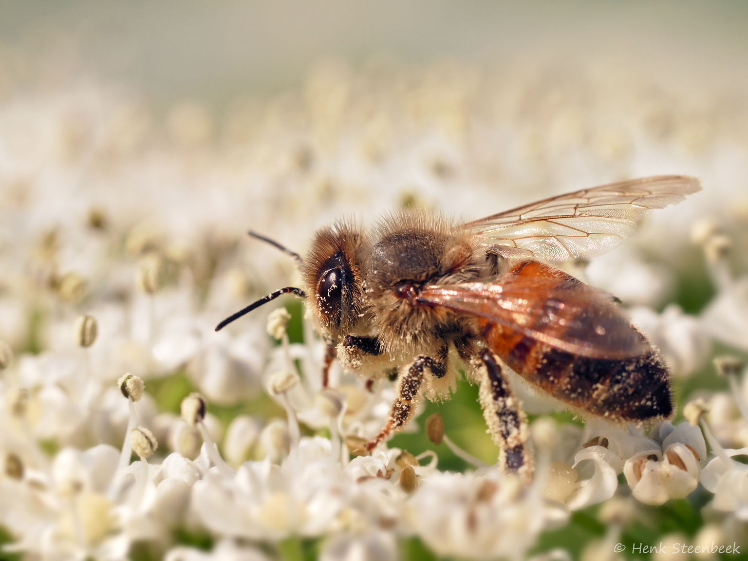 Honey bee - Wikipedia