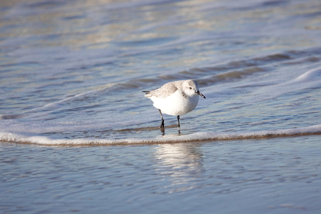 Drieteenstrandlopers