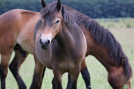 Wilde paarden 