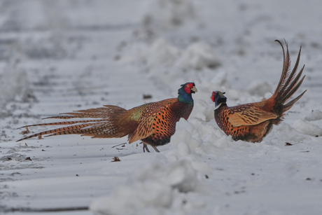 Fazanten zijn het niet met elkaar eens