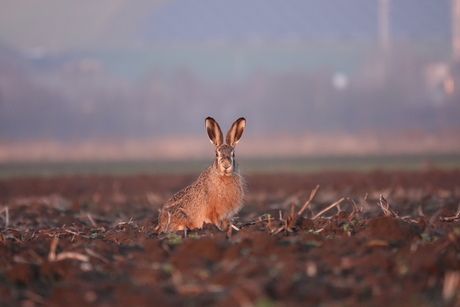 Haas tijdens het gouden uurtje