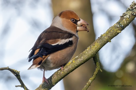 Appelvink