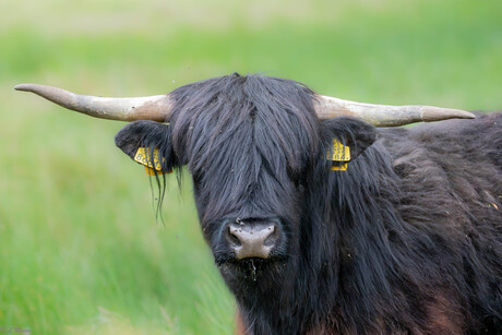 Highlander