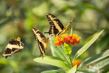 Papilio cresphontes