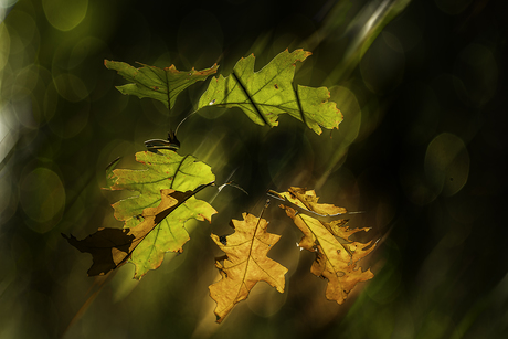 Tussen zomer en herfst