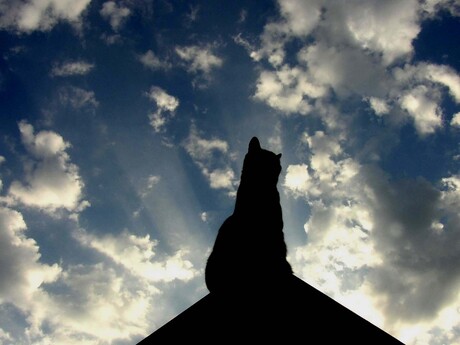 Kat hoog op zijn troon