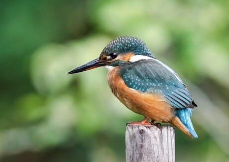 IJsvogel op paal