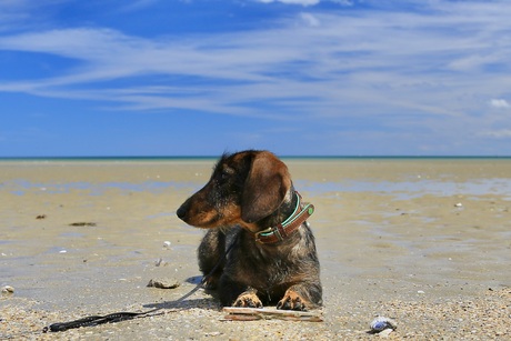 Sjef op UTAH beach