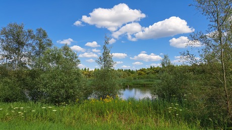 Zomers zicht in de Brabantse Biesbosch