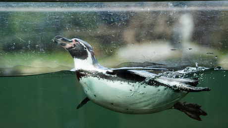 Ouwehands dierenpark