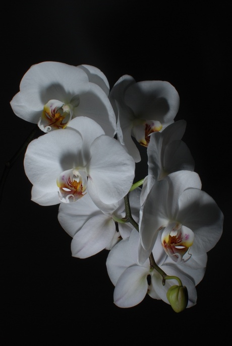 Orchidee 032.jpg