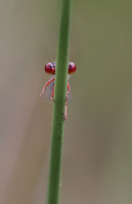 'Howdy....!'